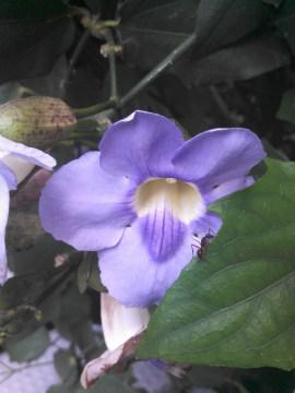 razrhd_sample_flor-360px.jpg
