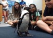 Estudantes dos EUA criam prótese 3D para pinguim voltar a andar