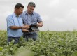 Aplicativo da Bayer usa rede neural para ajudar agricultores a identificar plantas daninhas