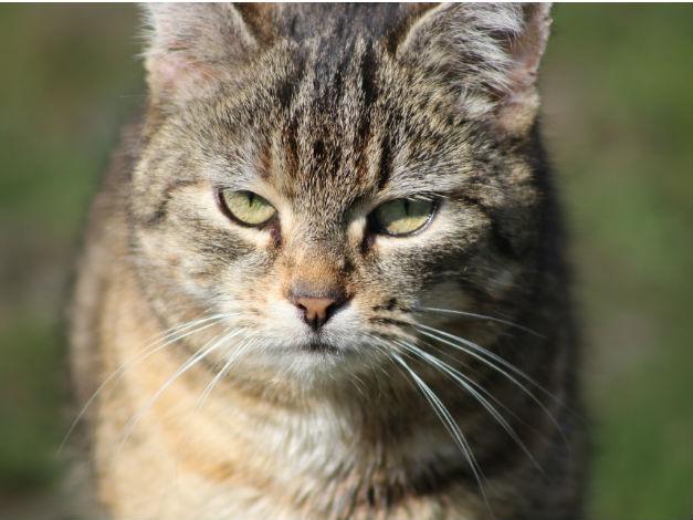 Se você não gerenciar sua atenção, nem todo tempo do mundo vai ajudá-lo 1 gato atento