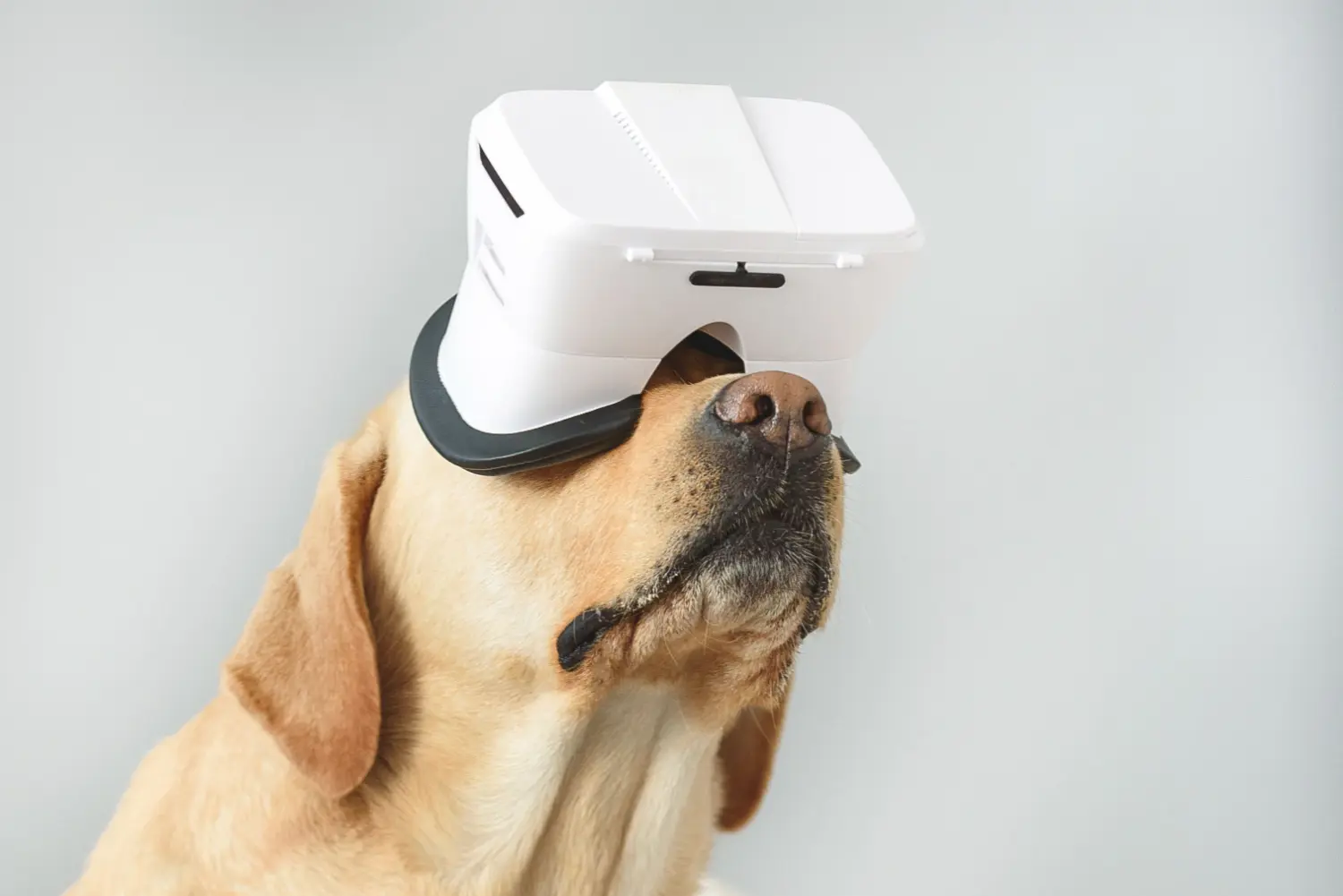 MSD Saude Animal VR marketing