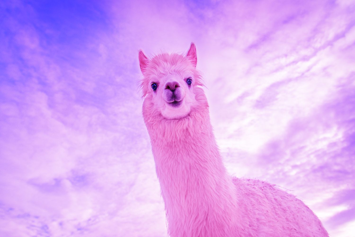 meta purple llama