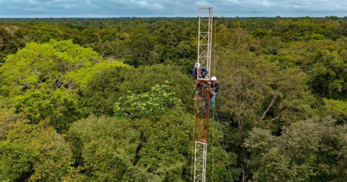 torre, amazonia Foto Miguel Monteiro IDSM